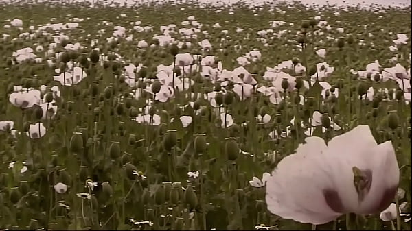 Bareback Ranchers Part #2 – Fully remastered in HD