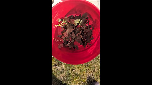 naked pathetic slave first outdoor new nettle treatment in this year 2025, already swollen foreskin